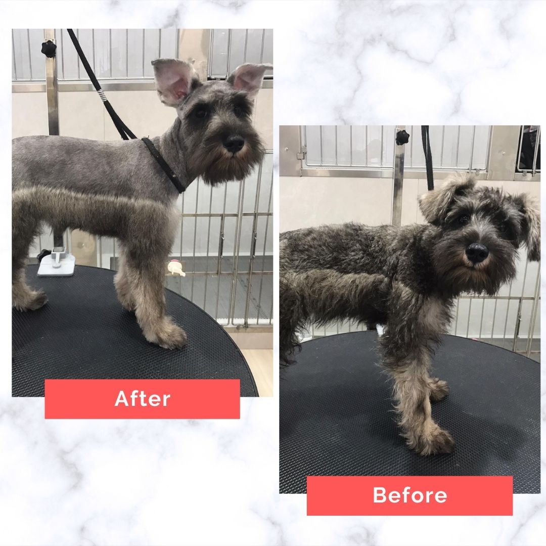 Schnauzer Dog Grooming Before and After